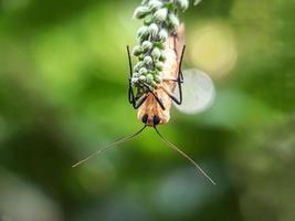 Macro insects, snails on flowers,Finger  mushrooms, orchids, leaves, with a natural background photo