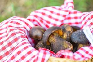 Fresh raw wild mushroom organic food in a forest autumn - cep, black penny bun, porcino or king boletus, usually called black porcini mushroom, The Cep, Bolete Mushroom on basket photo