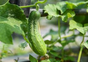 Planta de pepino en el jardín, esperar la cosecha - pepino orgánico fresco que crece y cuelga en el árbol de la vid en la granja foto