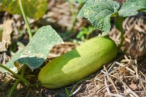 planta de pepino en el jardín espera la cosecha - pepino orgánico fresco que crece en el suelo en el árbol de la vid en la agricultura agrícola asia foto