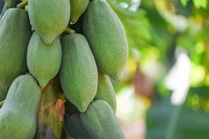 Green papaya fruits growing hang on the papaya tree in the garden farm agriculture for cooking papaya salad popular in asian food - photo