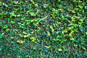 Green leaves texture background - Natural green plant wall or small leaf photo