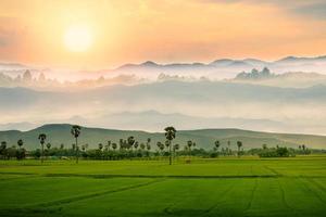 Rice field with mountains natural background.