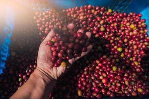 hand holding row coffee beans. photo