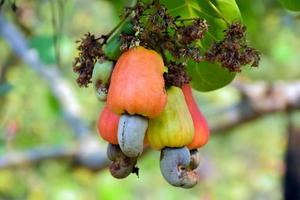 A bunch of ripe cashew apple fruits hanging on branches ready to be harvested by farmers. Soft and selective focus. photo