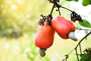 A bunch of ripe cashew apple fruits hanging on branches ready to be harvested by farmers. Soft and selective focus. photo
