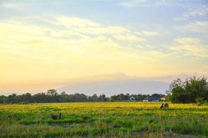 farm rice and beautiful sunset in north Thailand photo