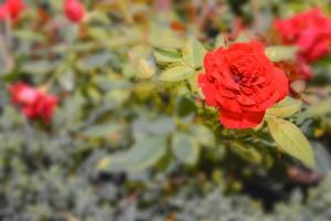 red rose flowers soft blur in garden photo