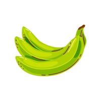 bunch of green bananas on a white background. Fruit. Vector illustration.