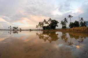 Row of coconut trees in reflection during dramatic sunrise photo
