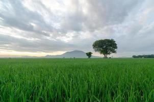 Green landscape paddy field photo