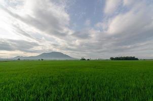 Green rural scene country side paddy field photo
