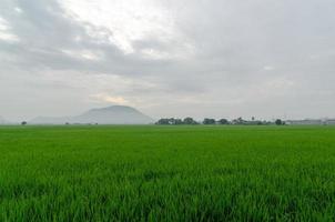 Green paddy field in misty day photo