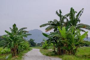 Banana trees grow in two row photo