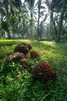 Palm oil fruit put at floor photo