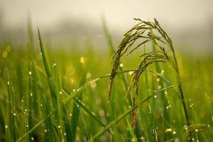 el arroz es el alimento básico de malasia foto