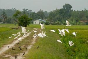 las aves garcetas vuelan sobre arrozales verdes