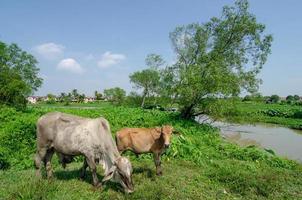 Asia cow beside river at Malays kampung.