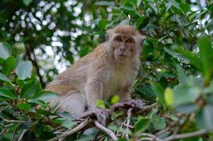 el mono come fruta en los árboles. foto