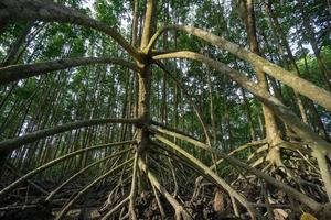 Low angle view the root of mangrove tree photo