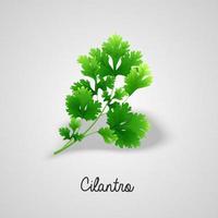 Fresh green leaves cilantro. Vector illustration