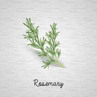 Rosemary leaves illustration