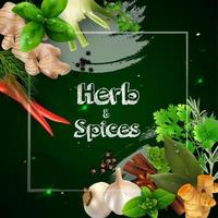 Spices and herbs on the green background.Vector illustration vector