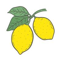 Bright yellow lemons on twig with leaves isolated vintage illustration vector