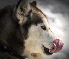 kamchatka huskies en guardería para perros foto