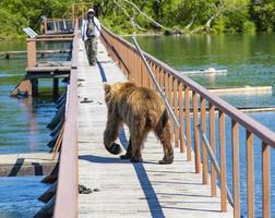 Funny wet brown bear on the wooden bridge photo