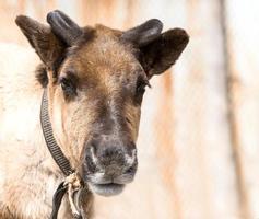 The fine Young Reindeer photo