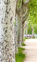 avenue with trees photo