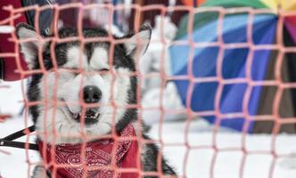 Siberian Husky in front  behind the red  grid. photo