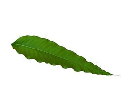 Glodokan tiang leaf on white background photo