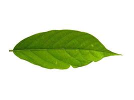 Cananga odorata leaves Isolated on white background photo