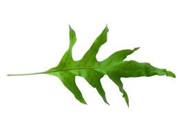 Green Phlebodium aureum leaves isolated on white background photo