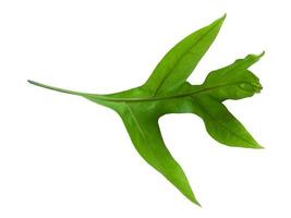 Green Phlebodium aureum leaves isolated on white background photo