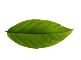 Cananga odorata leaves Isolated on white background photo