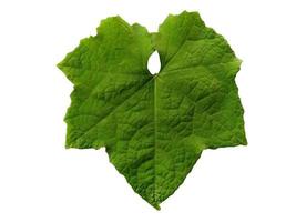 Green leaf Isolated on white background photo