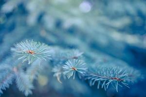 Fir tree brunch close up with shallow focus, blurred foliage. Fluffy fir tree brunch close up. Christmas wallpaper concept copy space. photo