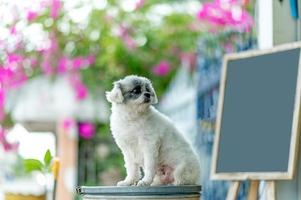 foto de perro blanco, linda sesión de fotos, concepto de perro de amor