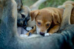 The picture of a puppy eating breast milk from hunger Dog lover concept With copy space photo