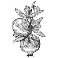 Pomegranate. Hand drawn engraving style illustrations. vector