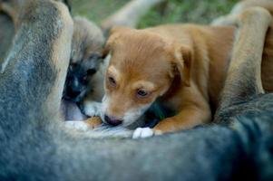 The picture of a puppy eating breast milk from hunger Dog lover concept With copy space photo