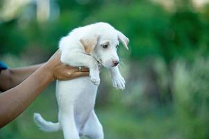 The picture of the little puppy Creatures that can play with people Dog lover concept photo