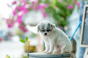 White dog picture, cute photo shoot, love dog concept