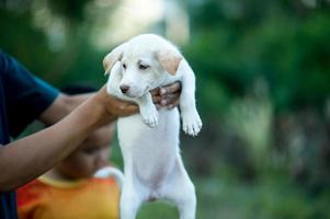 The picture of the little puppy Creatures that can play with people Dog lover concept photo