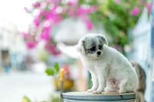 White dog picture, cute photo shoot, love dog concept