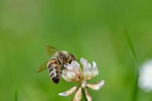 bee on a flower with green photo