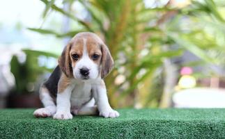 Adorable Tricolor  beagle on white screen. Beagles are used in a range of research procedures. The general appearance of the beagle resembles a miniature Foxhound. Beagles have excellent noses. photo